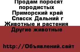 Продам поросят породистых - Приморский край, Спасск-Дальний г. Животные и растения » Другие животные   